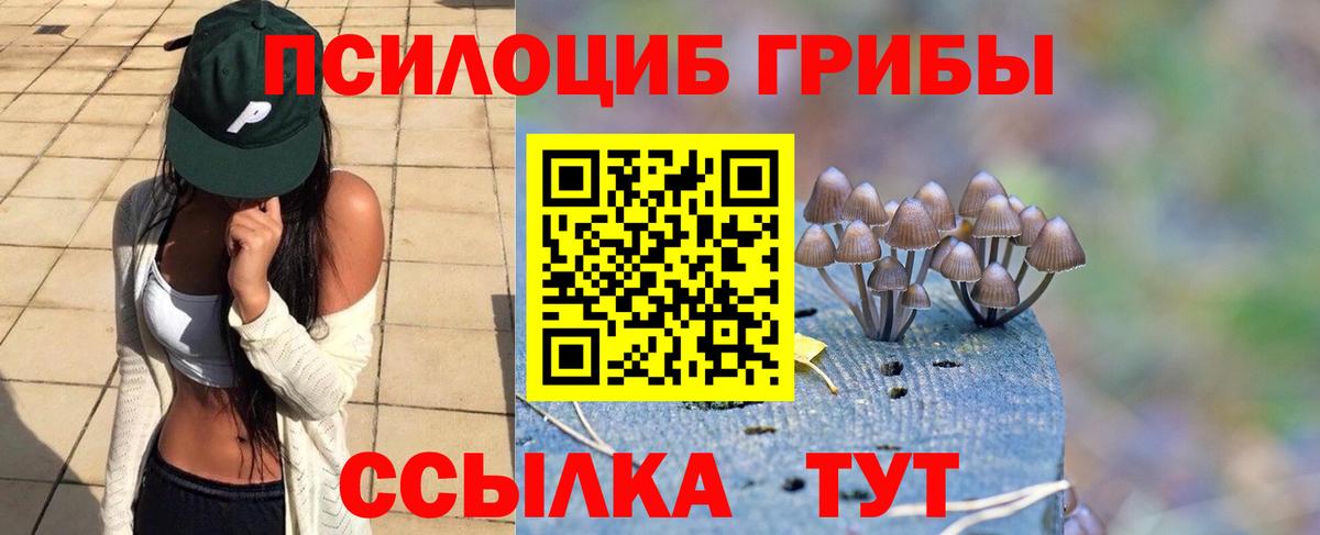Псилоцибиновые грибы Cubensis Сунжа